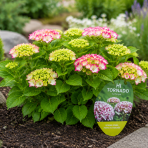 Hortenzia kalinolistá (Hydrangea macrophylla) ‘HI TORNADO’® - výška 15-25 cm, kont. C1,5L 